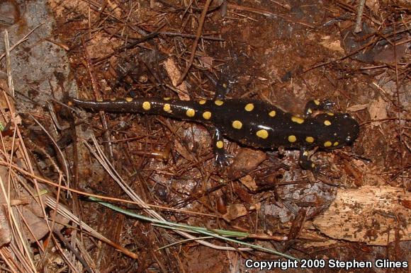 Spotted Salamander (Ambystoma maculatum)