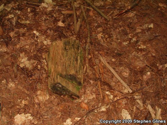 Spotted Salamander (Ambystoma maculatum)