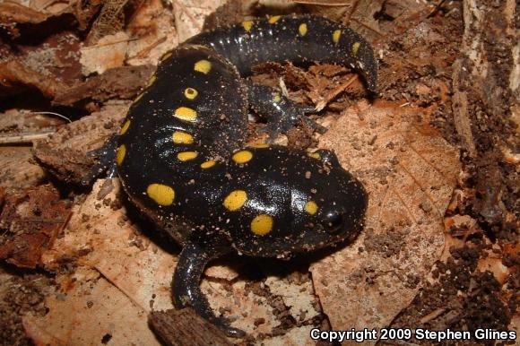 Spotted Salamander (Ambystoma maculatum)