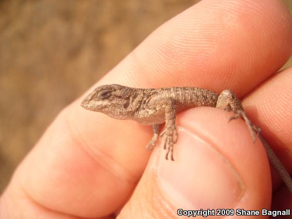 Western Fence Lizard (Sceloporus occidentalis)