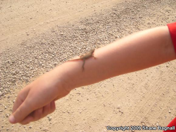 Western Fence Lizard (Sceloporus occidentalis)