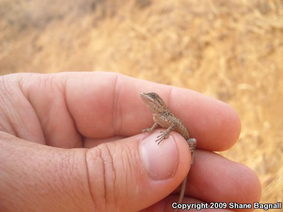 Western Fence Lizard (Sceloporus occidentalis)