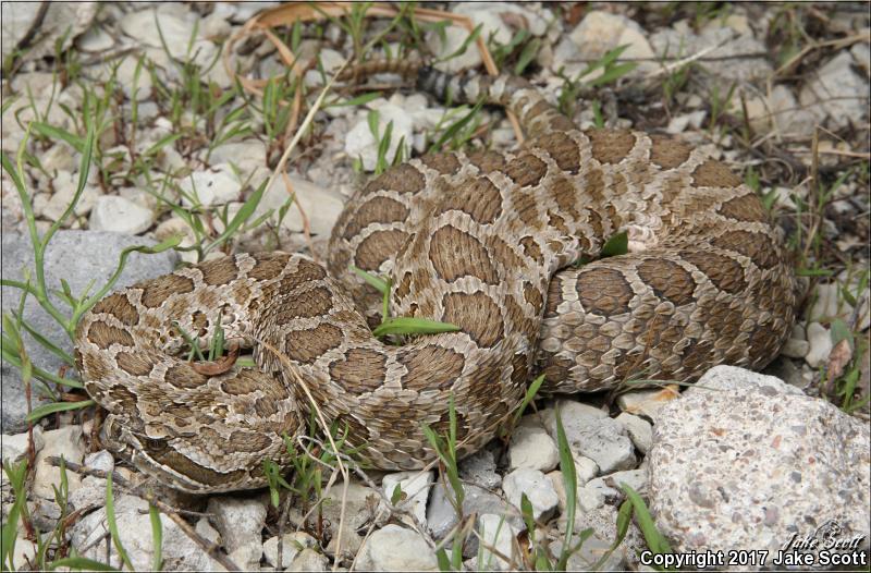 Western Massasauga (Sistrurus catenatus tergeminus)