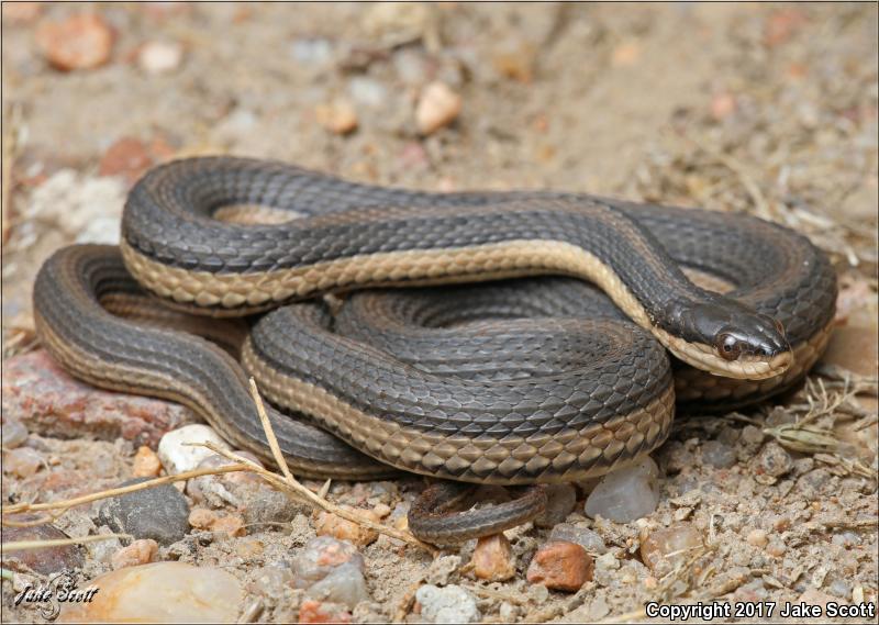 Graham's Crayfish Snake (Regina grahamii)