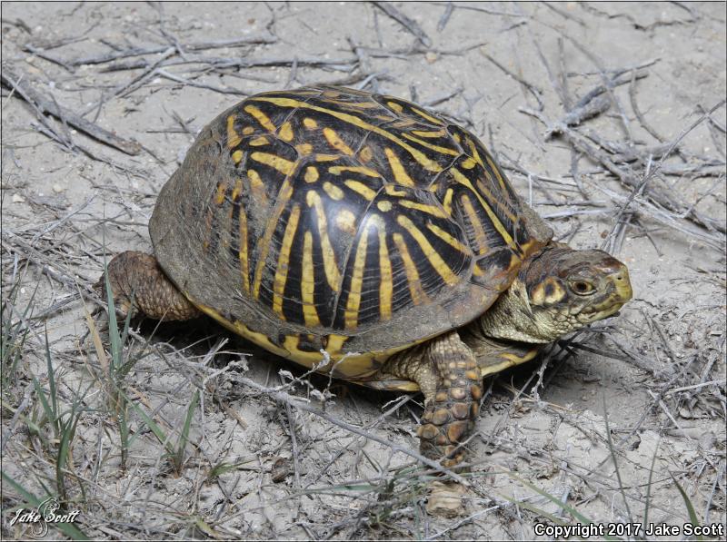 Ornate Box Turtle (Terrapene ornata ornata)