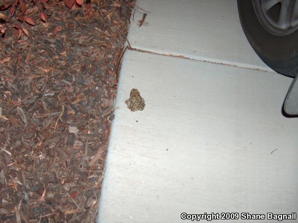 Southern California Toad (Anaxyrus boreas halophilus)