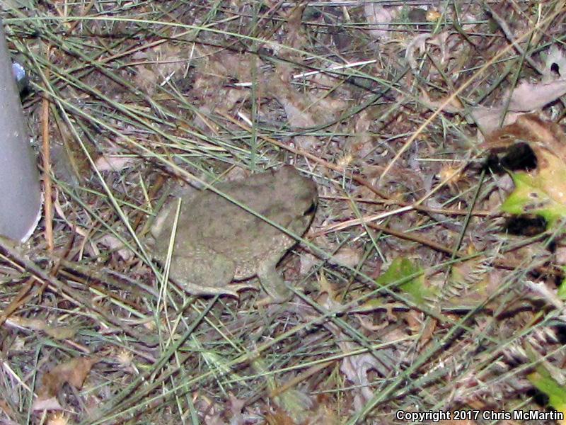 Texas Toad (Anaxyrus speciosus)