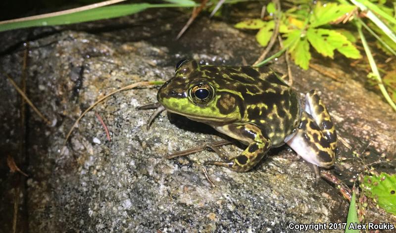 Mink Frog (Lithobates septentrionalis)