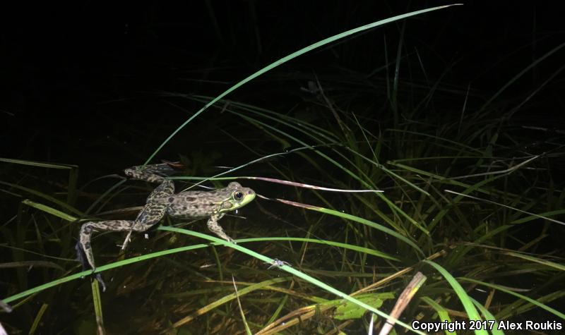 Mink Frog (Lithobates septentrionalis)