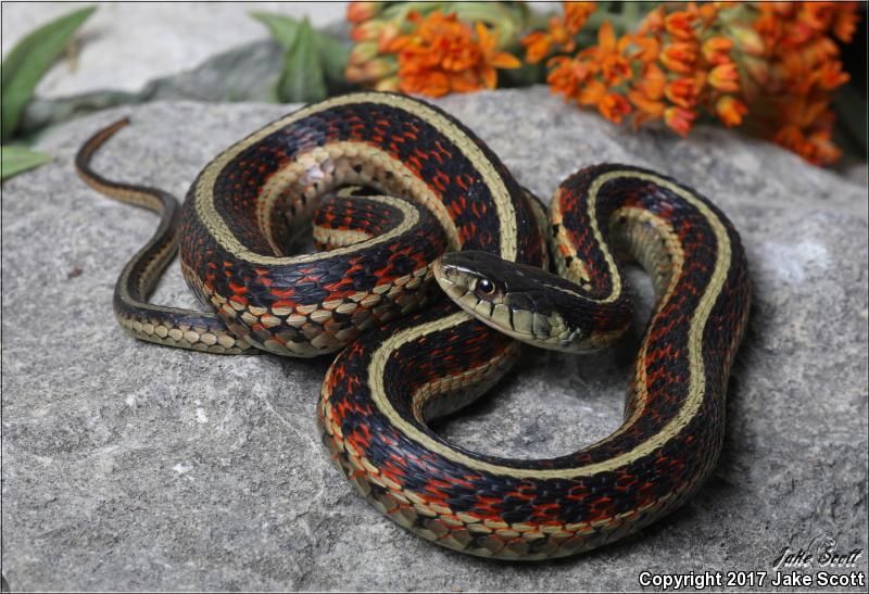 Red-sided Gartersnake (Thamnophis sirtalis parietalis)