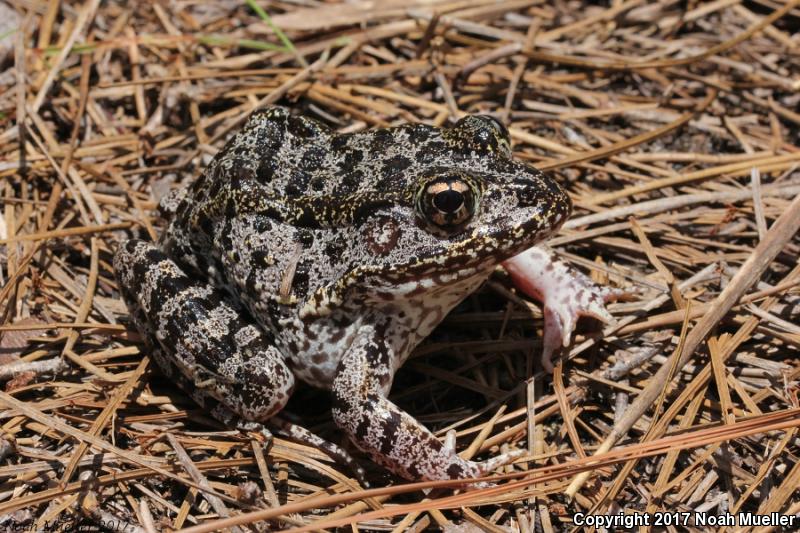 Gopher Frog (Lithobates capito)