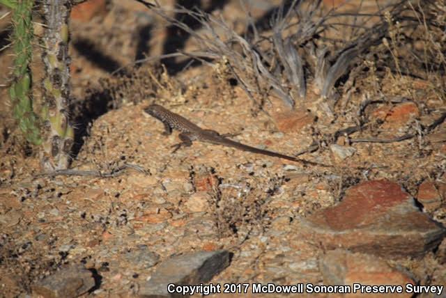 Sonoran Tiger Whiptail (Aspidoscelis tigris aethiops)