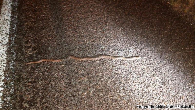 Texas Glossy Snake (Arizona elegans arenicola)