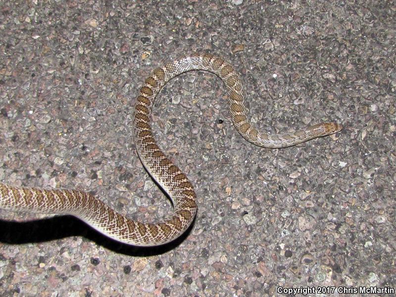 Texas Glossy Snake (Arizona elegans arenicola)