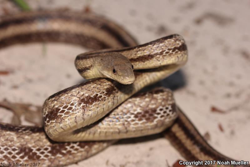 Yellow Ratsnake (Pantherophis obsoletus quadrivittatus)