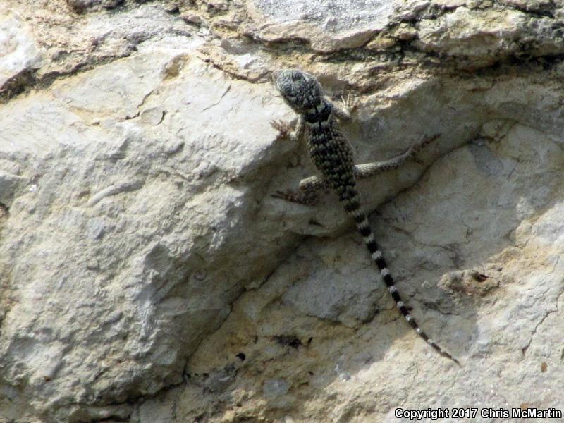 Texas Crevice Spiny Lizard (Sceloporus poinsettii axtelli)