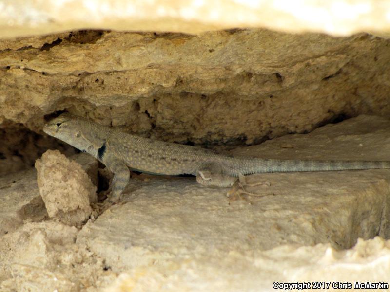 Canyon Lizard (Sceloporus merriami)