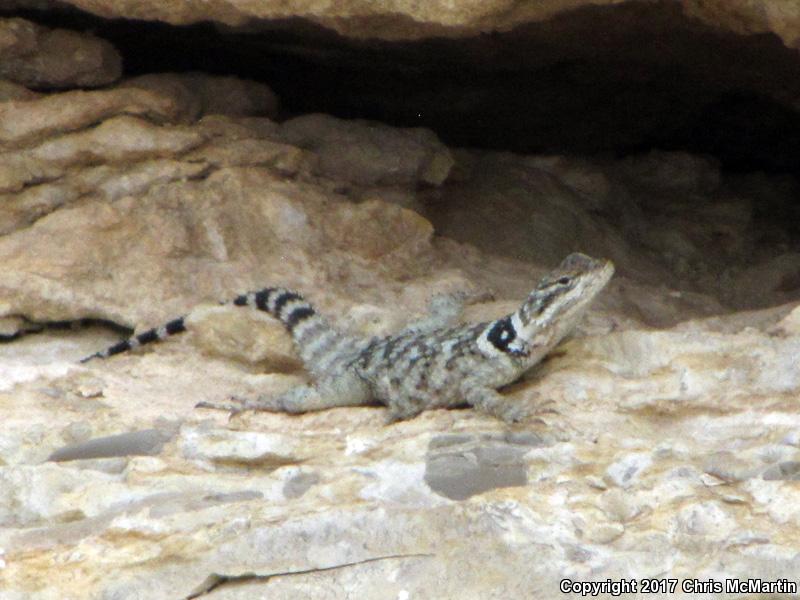 Texas Crevice Spiny Lizard (Sceloporus poinsettii axtelli)