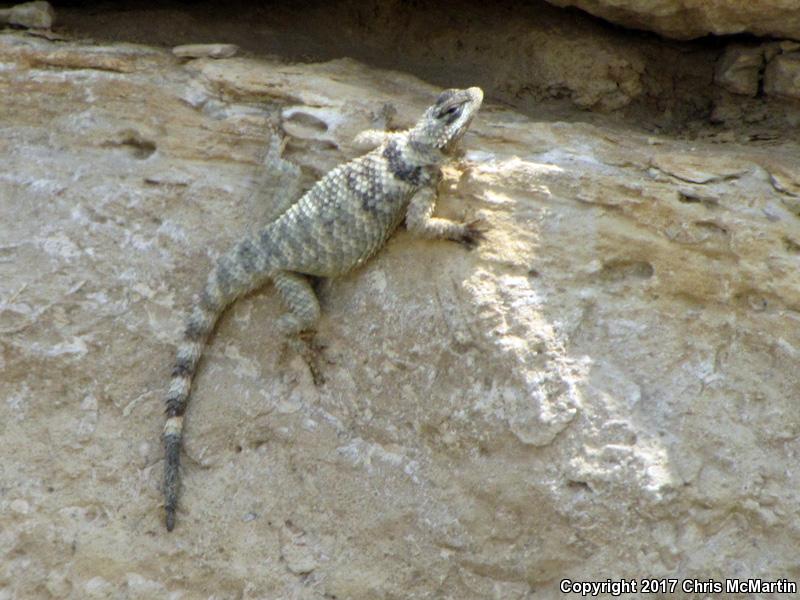 Texas Crevice Spiny Lizard (Sceloporus poinsettii axtelli)