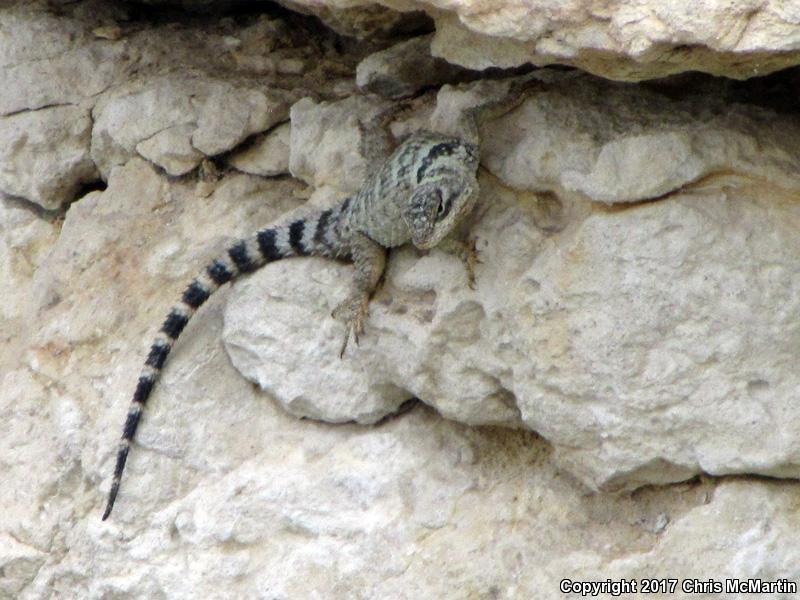 Texas Crevice Spiny Lizard (Sceloporus poinsettii axtelli)