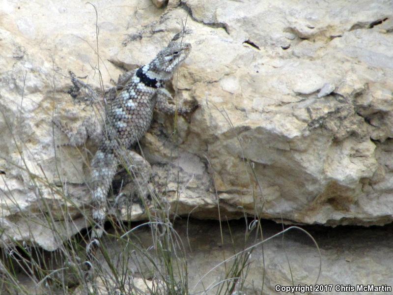 Texas Crevice Spiny Lizard (Sceloporus poinsettii axtelli)