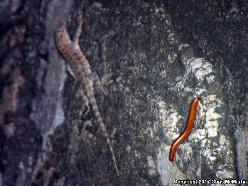 Canyon Lizard (Sceloporus merriami)