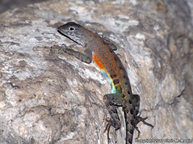 Texas Earless Lizard (Cophosaurus texanus texanus)