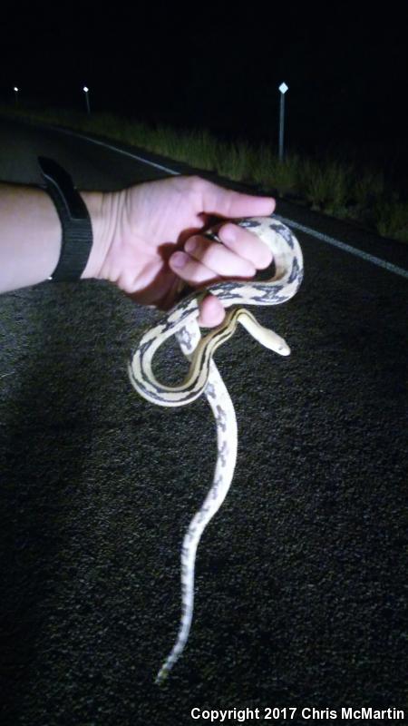 Northern Trans-Pecos Rat Snake (Bogertophis subocularis subocularis)