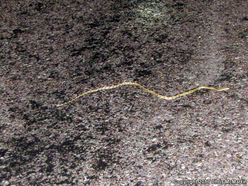 Northern Trans-Pecos Rat Snake (Bogertophis subocularis subocularis)