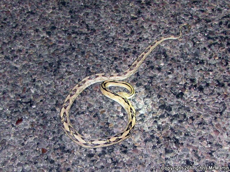 Northern Trans-Pecos Rat Snake (Bogertophis subocularis subocularis)