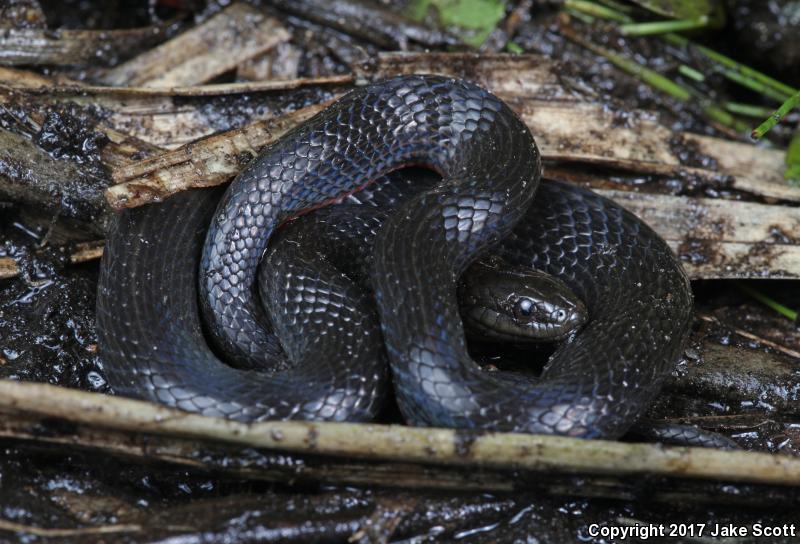 South Florida Swampsnake (Seminatrix pygaea cyclas)