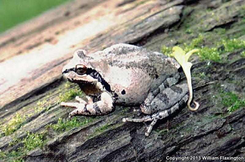 Sierran Treefrog (Pseudacris sierra)