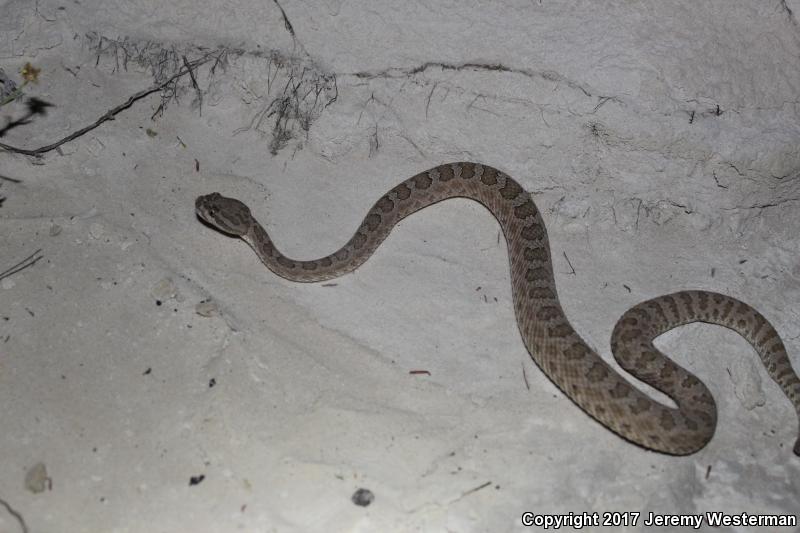 Grand Canyon Rattlesnake (Crotalus oreganus abyssus)