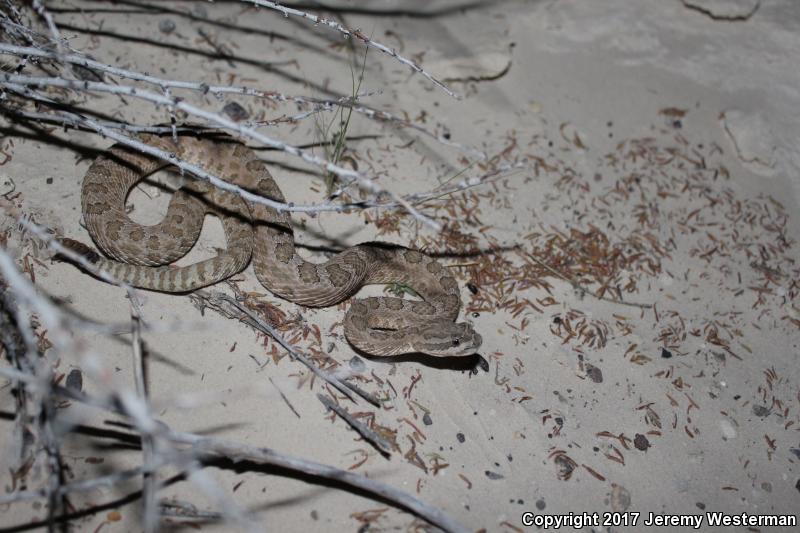 Grand Canyon Rattlesnake (Crotalus oreganus abyssus)