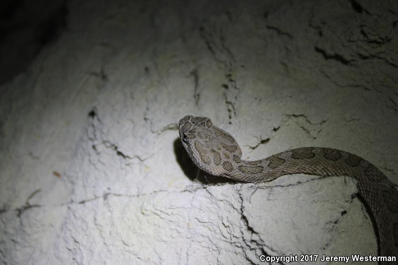 Grand Canyon Rattlesnake (Crotalus oreganus abyssus)