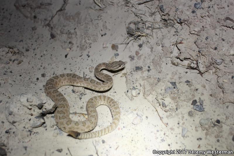 Grand Canyon Rattlesnake (Crotalus oreganus abyssus)