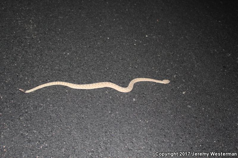 Grand Canyon Rattlesnake (Crotalus oreganus abyssus)