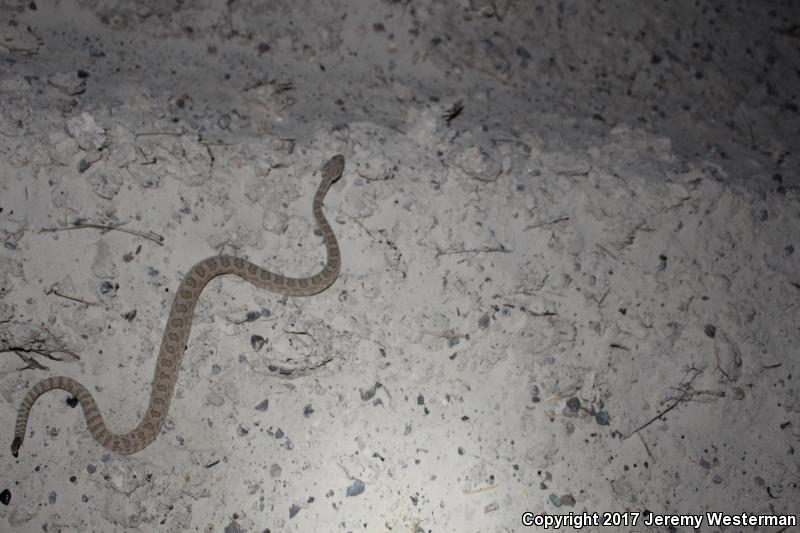 Grand Canyon Rattlesnake (Crotalus oreganus abyssus)