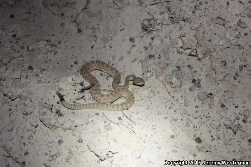 Grand Canyon Rattlesnake (Crotalus oreganus abyssus)