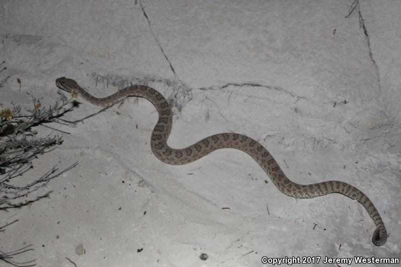 Grand Canyon Rattlesnake (Crotalus oreganus abyssus)