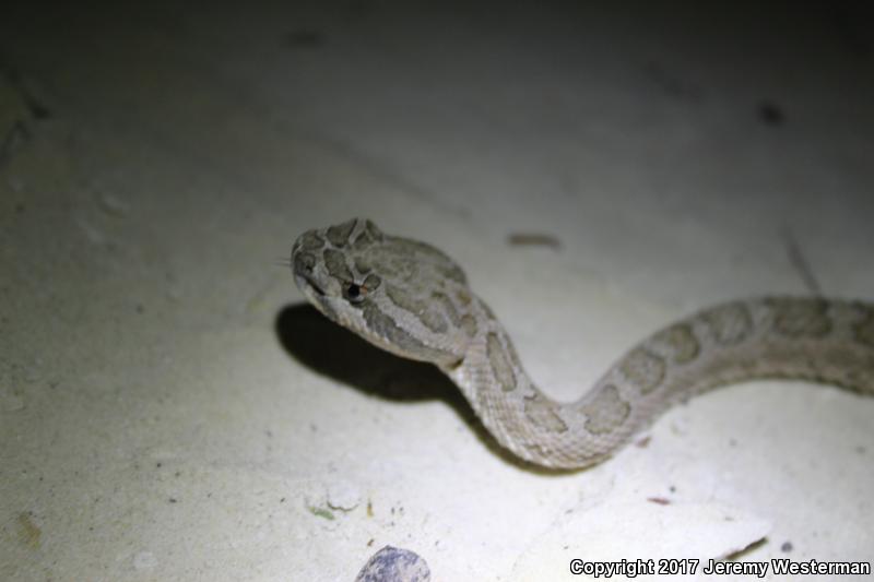 Grand Canyon Rattlesnake (Crotalus oreganus abyssus)