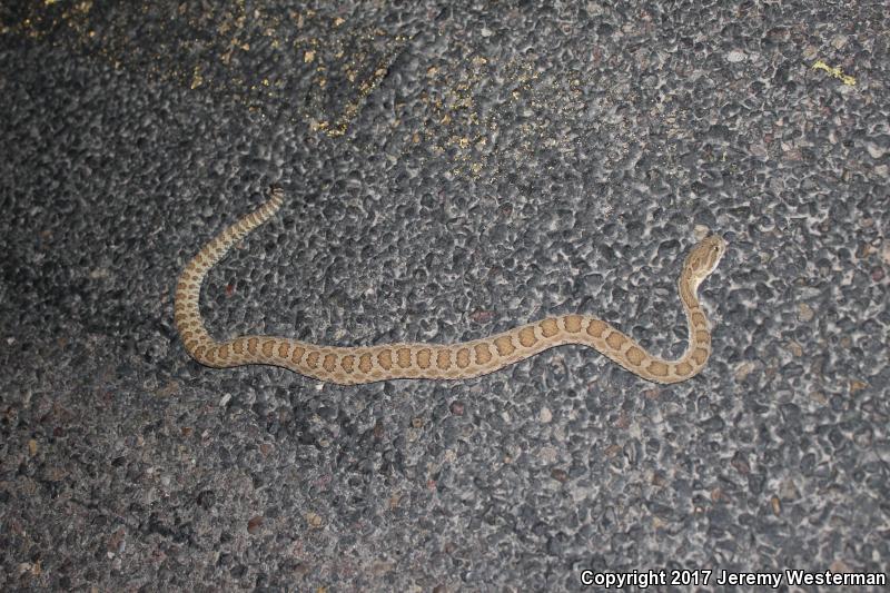 Grand Canyon Rattlesnake (Crotalus oreganus abyssus)