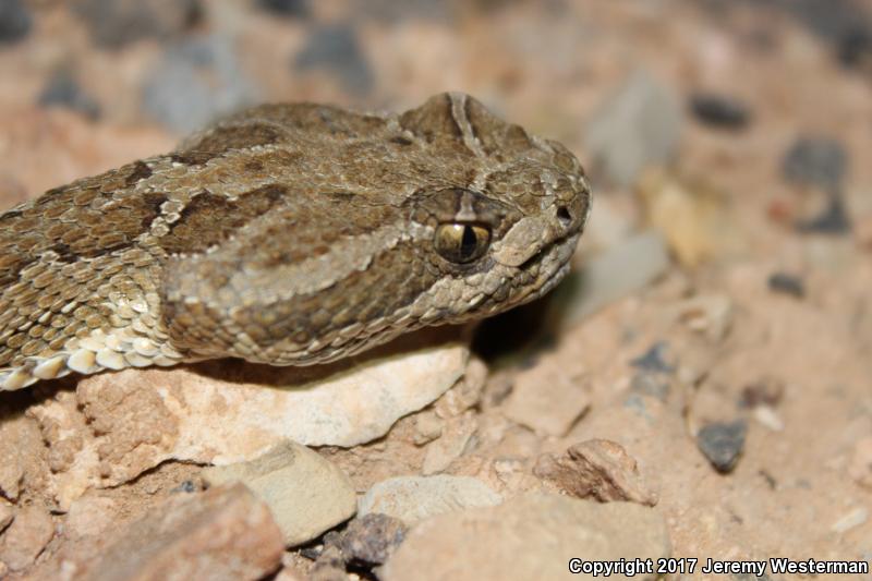 Grand Canyon Rattlesnake (Crotalus oreganus abyssus)