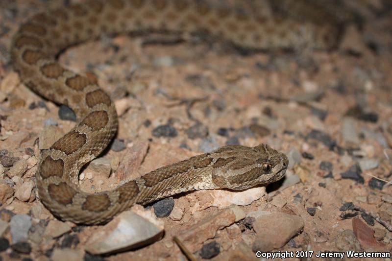 Grand Canyon Rattlesnake (Crotalus oreganus abyssus)