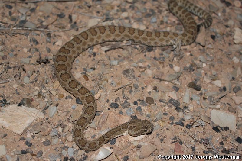 Grand Canyon Rattlesnake (Crotalus oreganus abyssus)