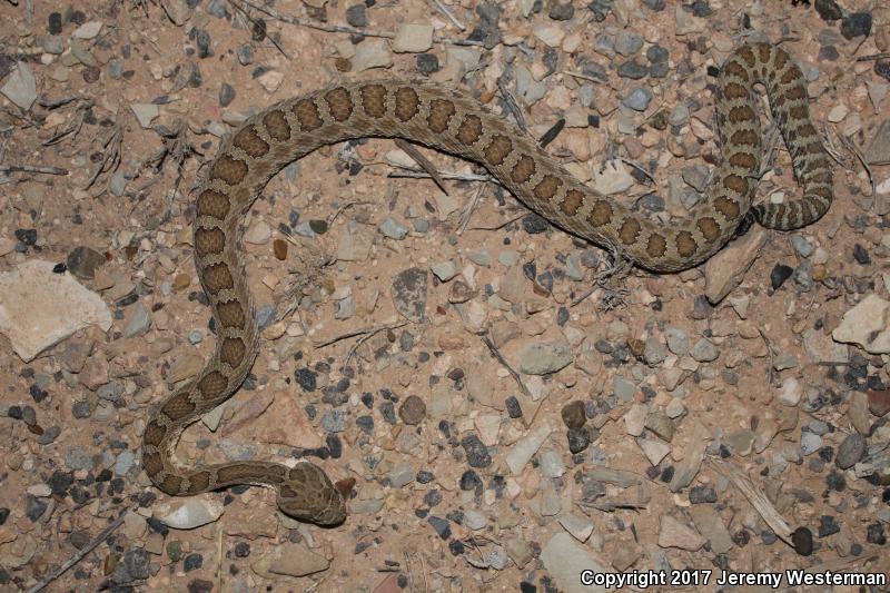 Grand Canyon Rattlesnake (Crotalus oreganus abyssus)