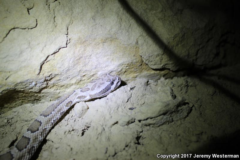 Grand Canyon Rattlesnake (Crotalus oreganus abyssus)