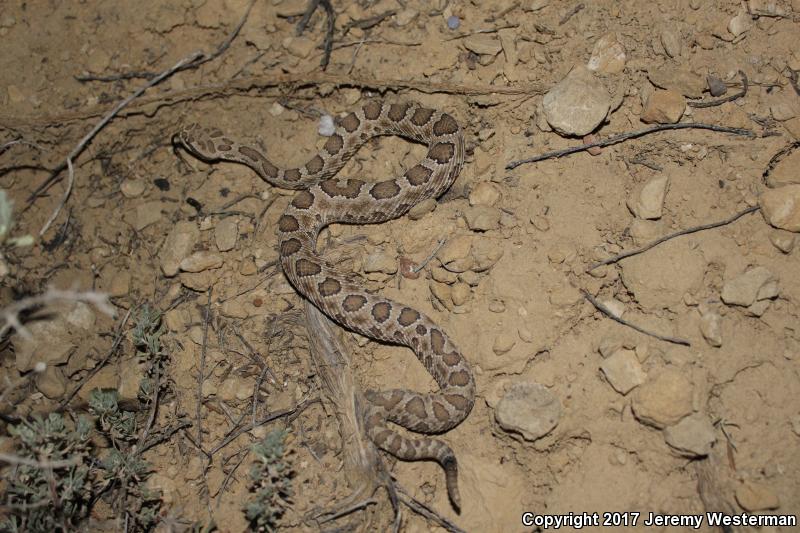 Grand Canyon Rattlesnake (Crotalus oreganus abyssus)