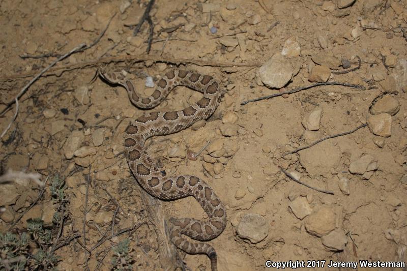 Grand Canyon Rattlesnake (Crotalus oreganus abyssus)