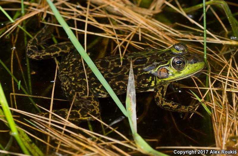 Mink Frog (Lithobates septentrionalis)